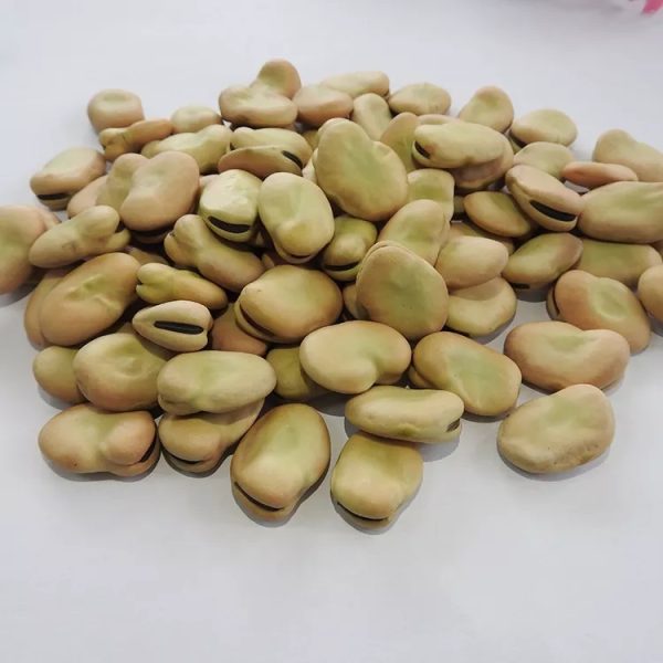 Good Quality Broad Beans for Canning Qinghai Origin - Image 2
