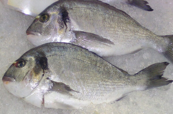 SILVER GRUNTER