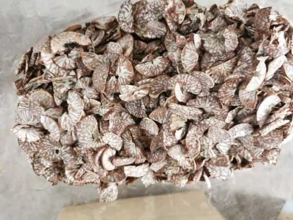 Best Export Quality Well Dried Good Cut Split Betel Nut - Image 2