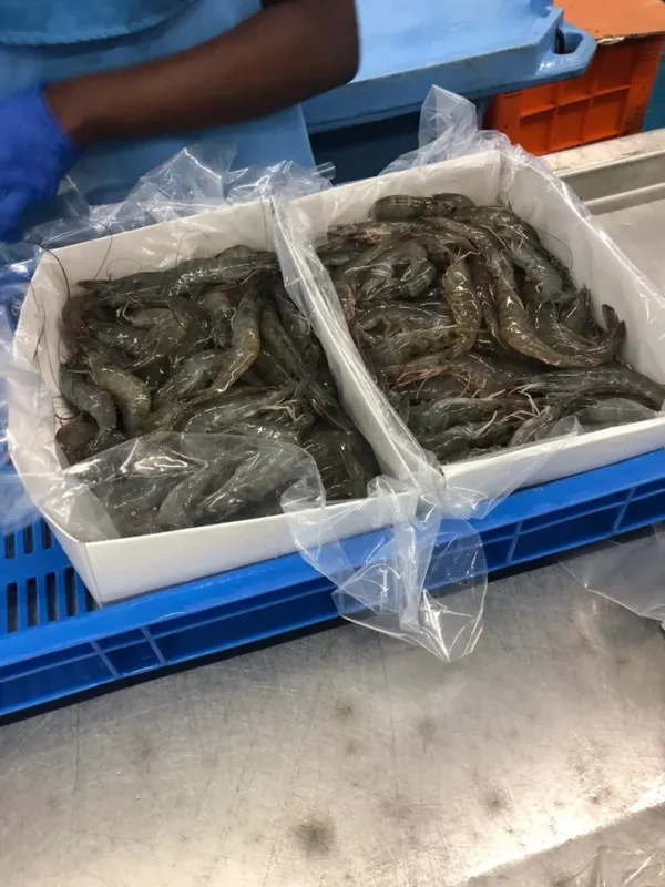 Frozen Vannamei shrimp HOSO IQF from India - Image 2