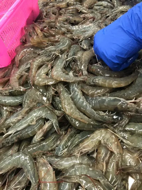 Frozen Vannamei shrimp HOSO IQF from India