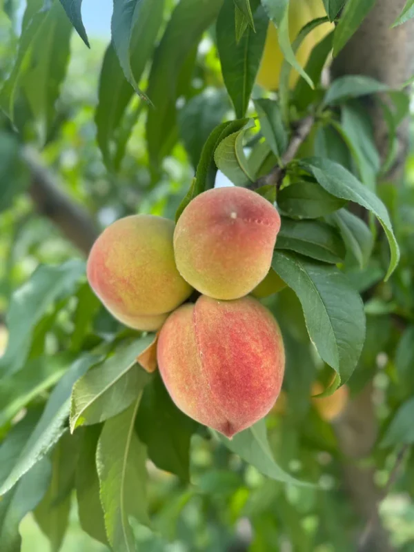 Fresh Peach fruit