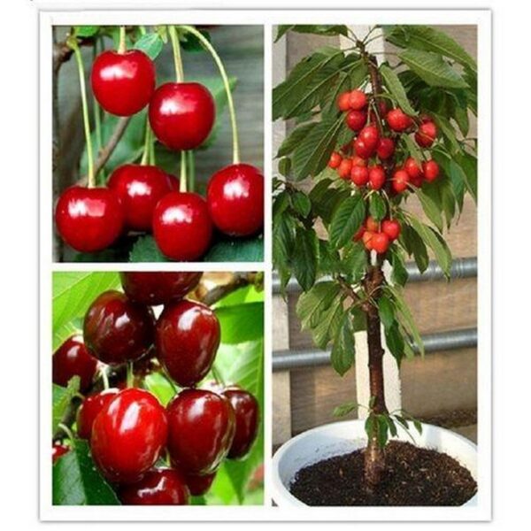 Rare Japanese Red Pink Cherry